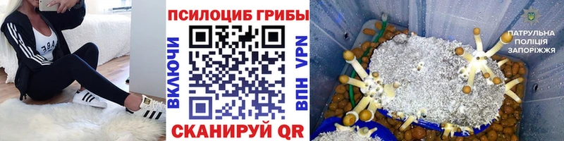 где купить   hydra маркетплейс  Галлюциногенные грибы Psilocybine cubensis  Невинномысск 